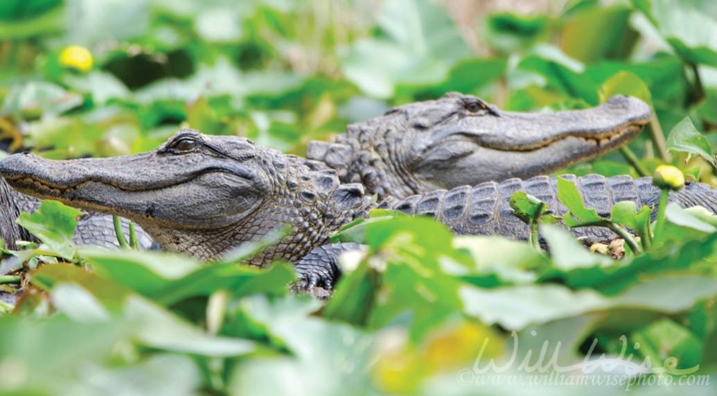 UGA Alligator Education and Research Fund